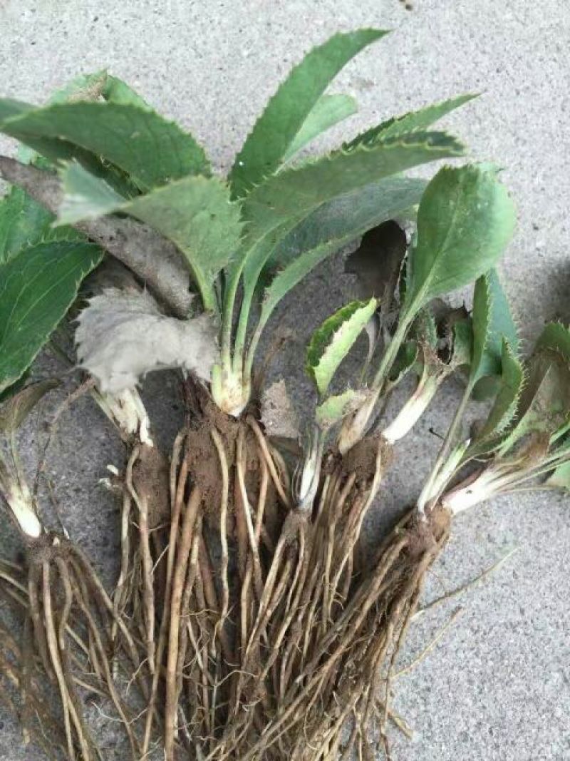 苍术种苗