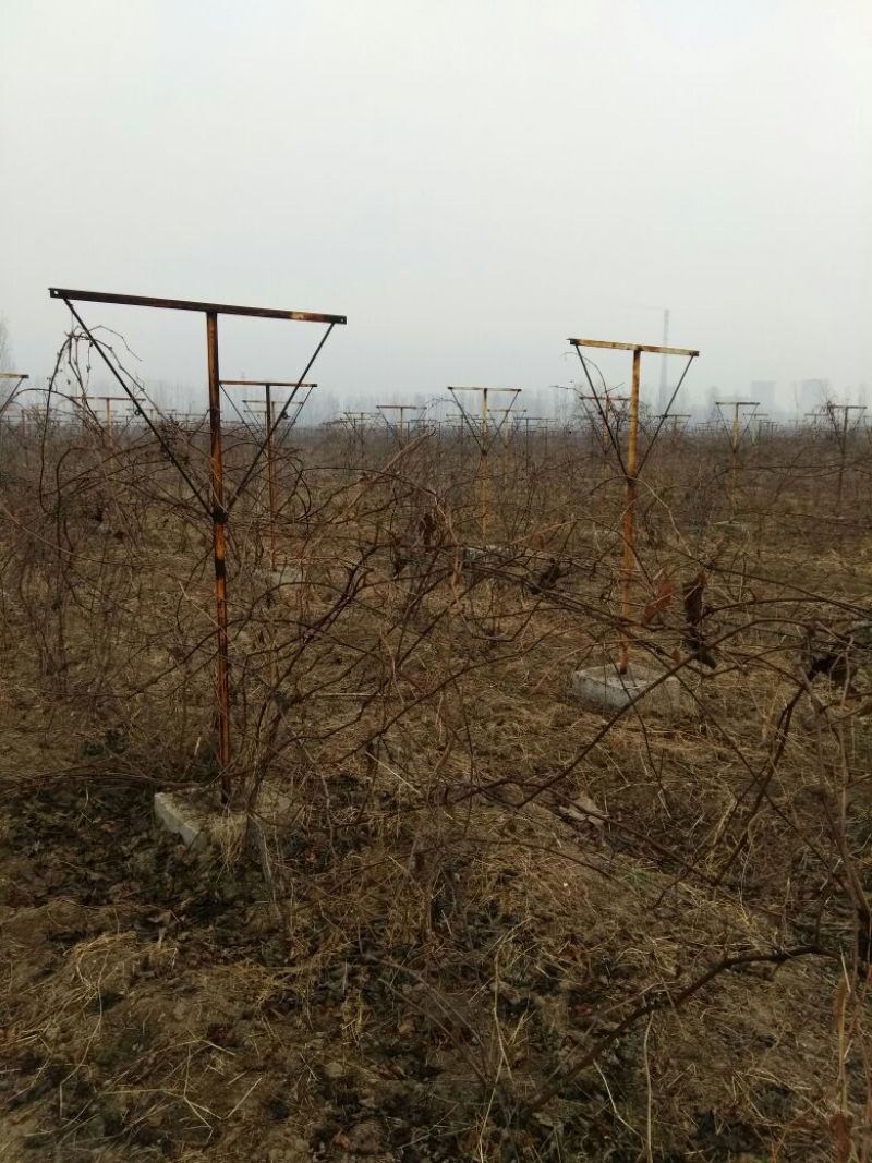 夏黑葡萄苗30~50cm1年