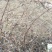 夏黑葡萄苗30~50cm1年