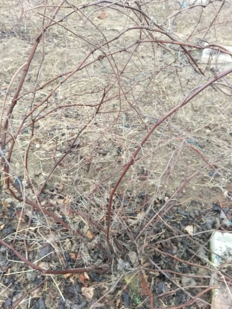 夏黑葡萄苗30~50cm1年