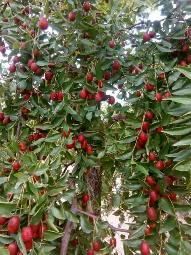 冬枣树苗50~80cm