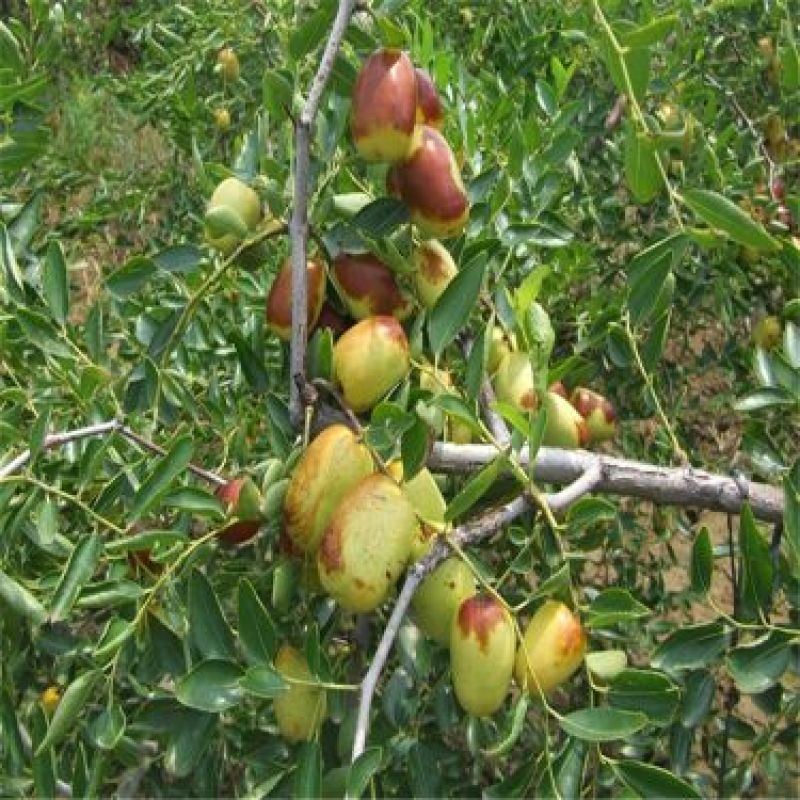 冬枣树苗50~80cm