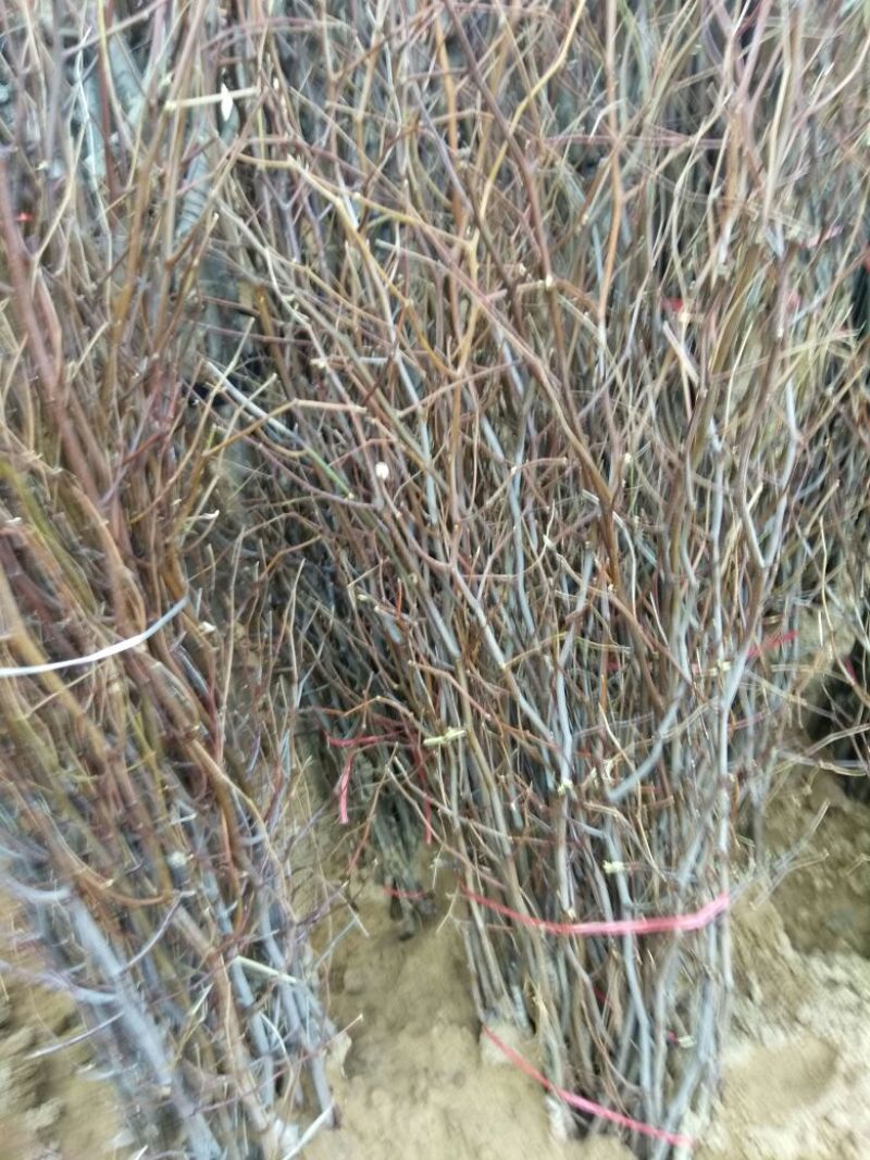 冬枣树苗50~80cm