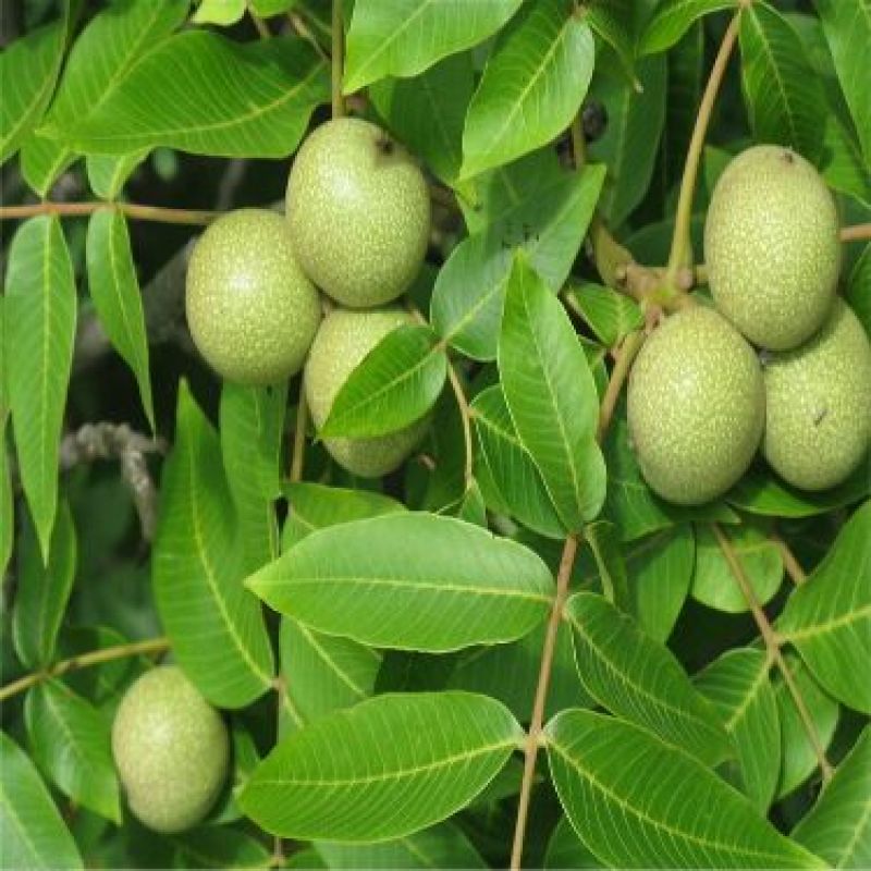 香玲核桃苗50~100cm一年苗