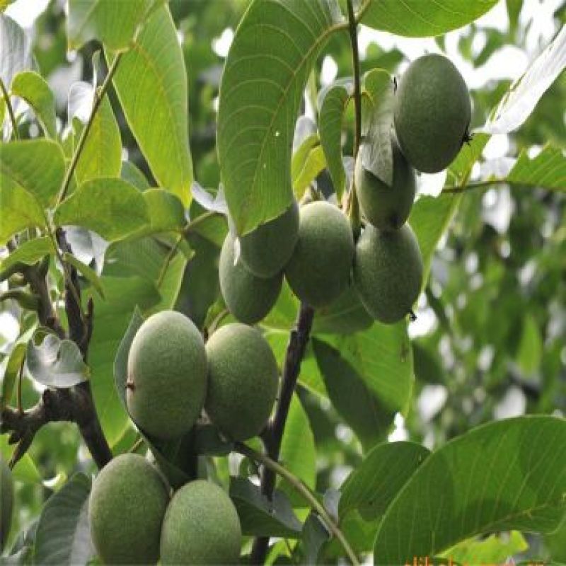 香玲核桃苗50~100cm一年苗