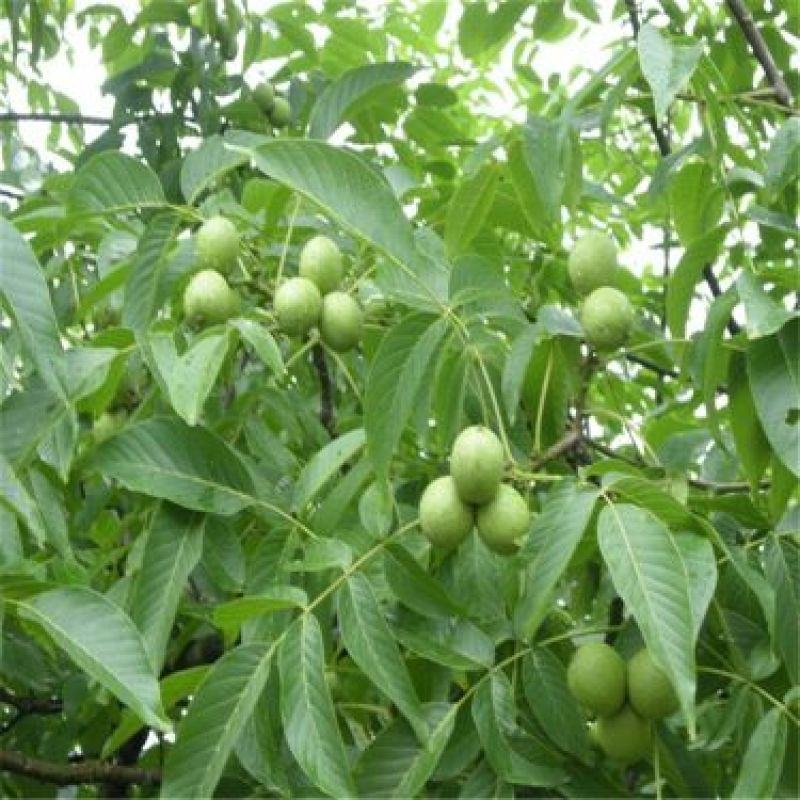 香玲核桃苗50~100cm一年苗