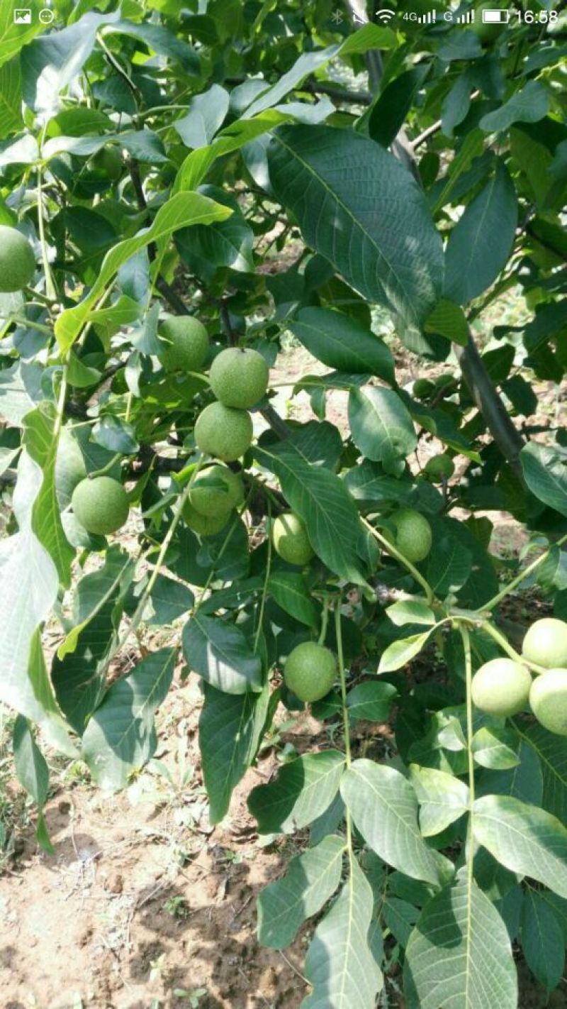 香玲核桃苗50~100cm一年苗