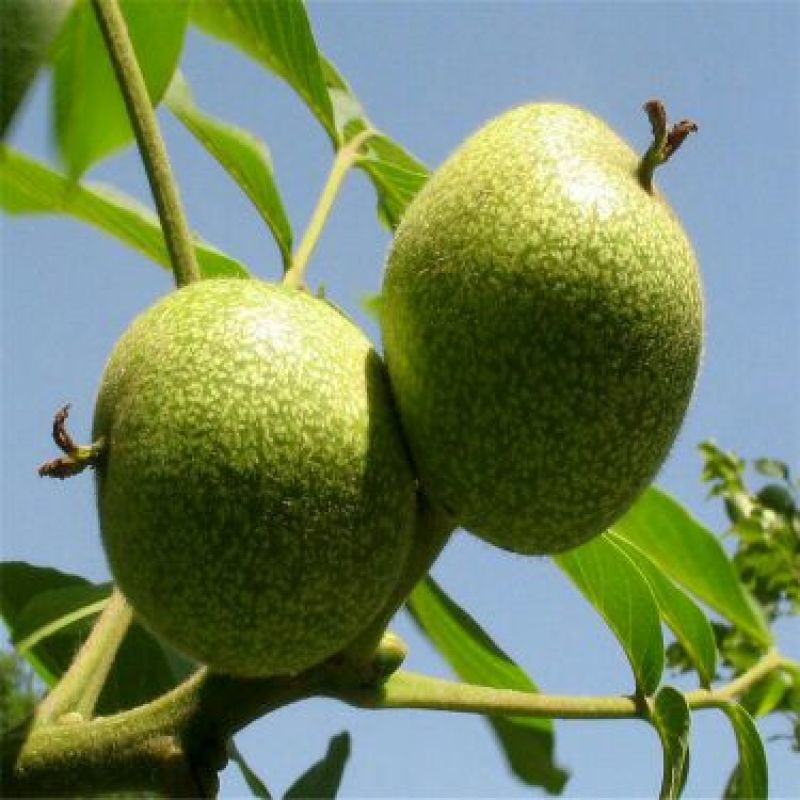 香玲核桃苗50~100cm一年苗