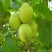 香玲核桃苗50~100cm一年苗