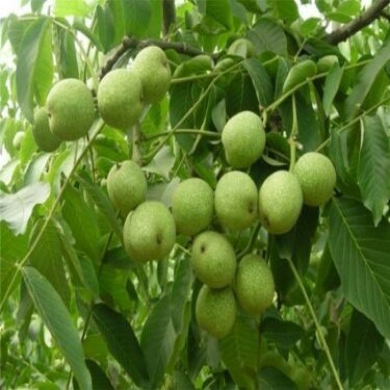 香玲核桃苗50~100cm一年苗