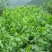 香玲核桃苗50~100cm一年苗