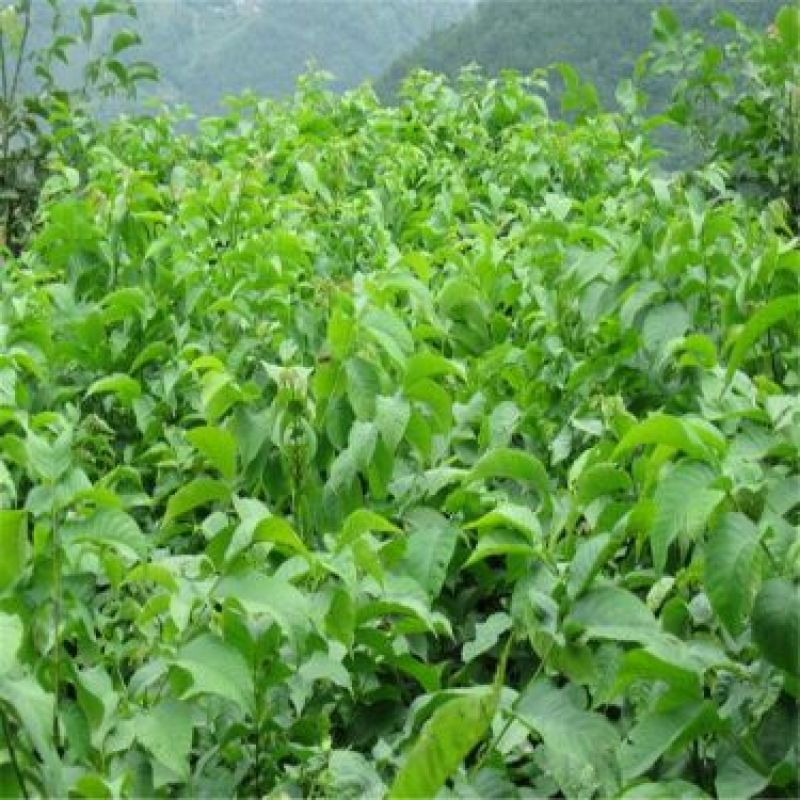 香玲核桃苗50~100cm一年苗
