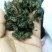 野生地耳(地皮菜)，过筛干货，50斤包邮