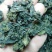 野生地耳(地皮菜)，过筛干货，50斤包邮