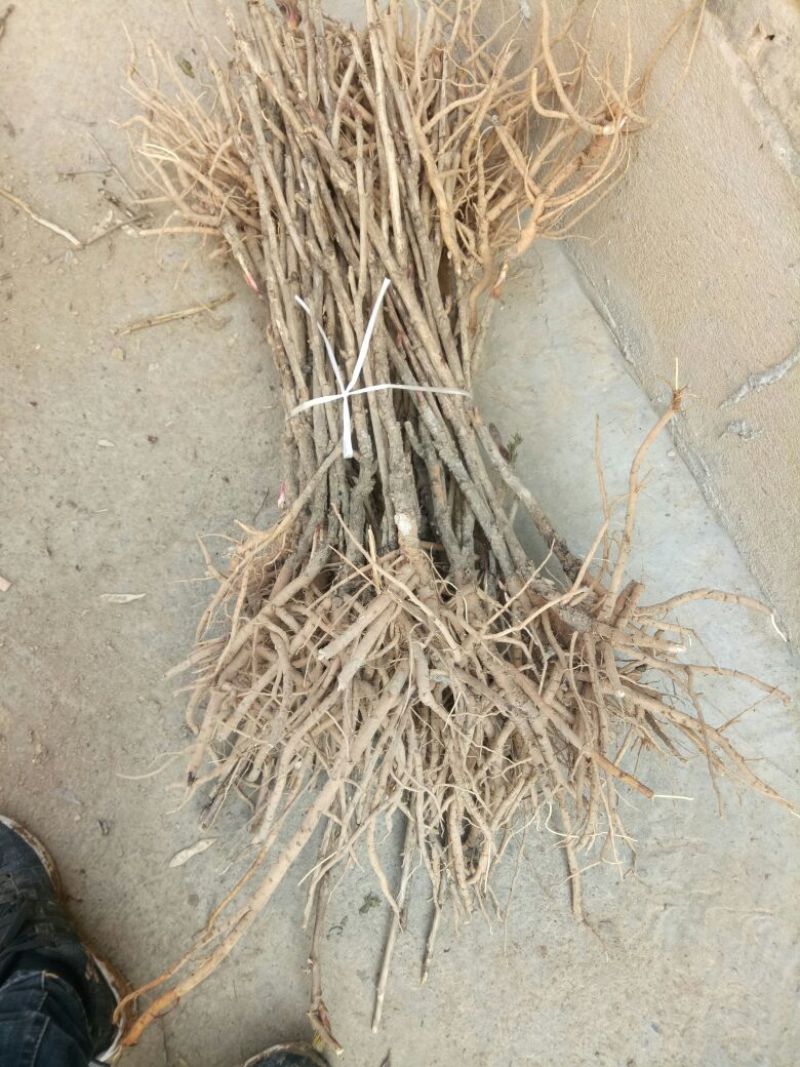 芍药苗10cm以下