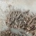 芍药苗10cm以下