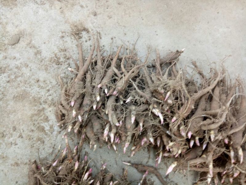 芍药苗10cm以下