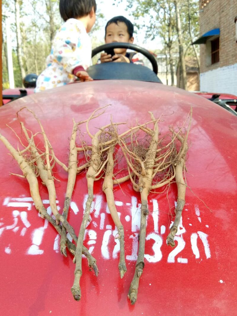 芍药苗10cm以下