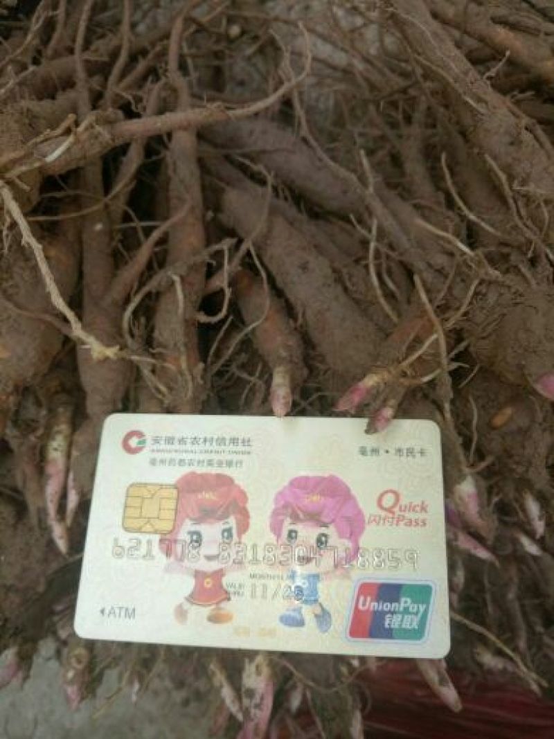 芍药苗10cm以下