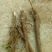 芍药苗10cm以下