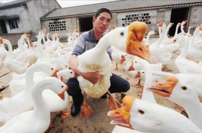 鹅苗
