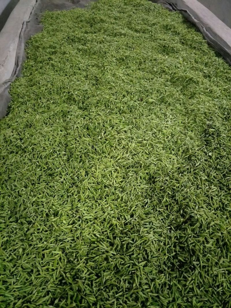 茶叶特级