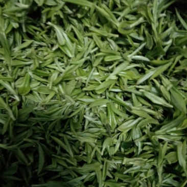 茶叶特级