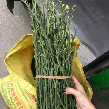 大雅柑1号枝条10~20cm成活率高包技术指导