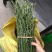 大雅柑1号枝条10~20cm成活率高包技术指导