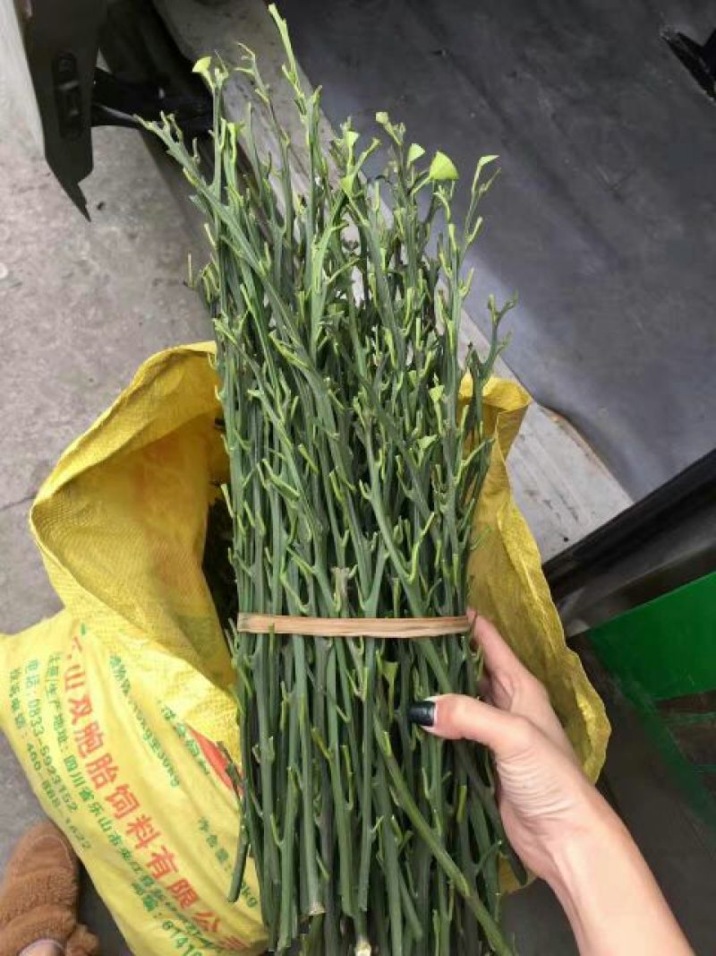 大雅柑1号枝条10~20cm成活率高包技术指导