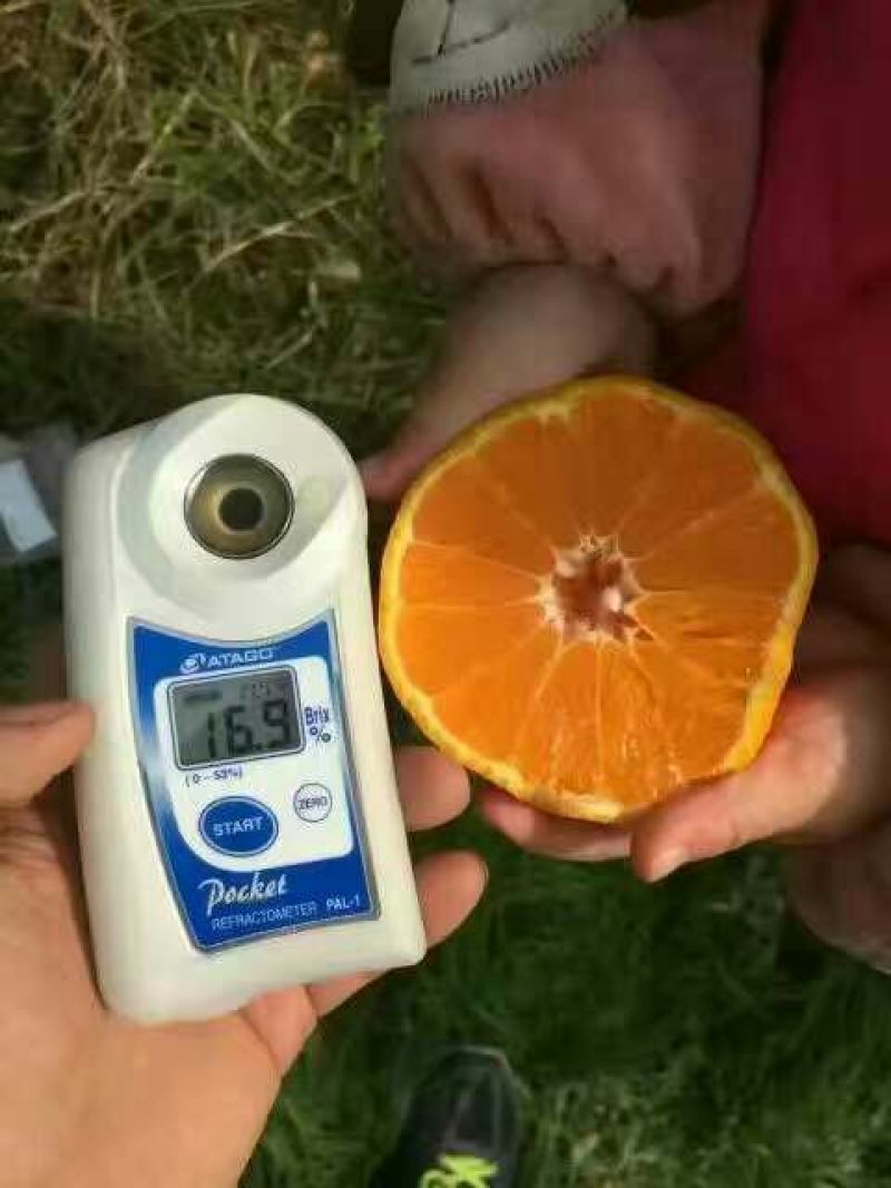 大雅柑1号枝条10~20cm成活率高包技术指导