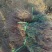 侧柏4cm以下