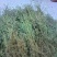 侧柏4cm以下