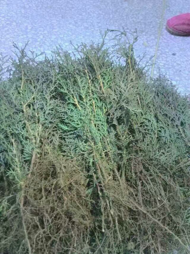 侧柏4cm以下