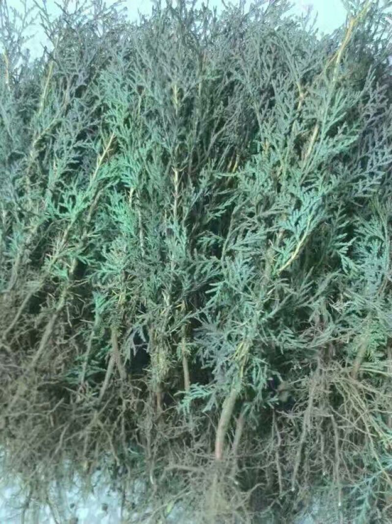 侧柏4cm以下