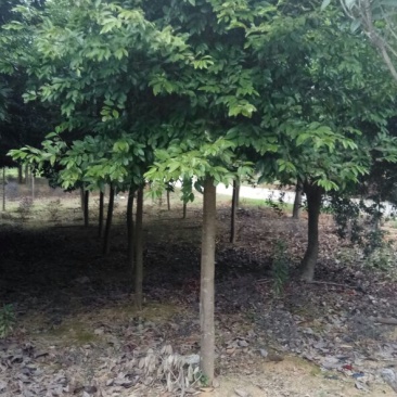 天竺桂4m以上大量自家苗木