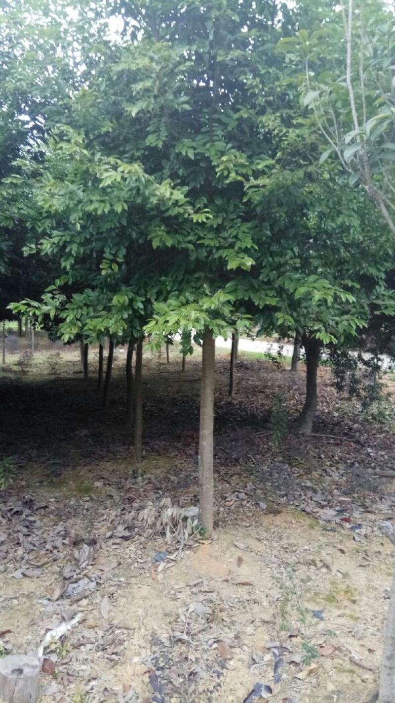 天竺桂4m以上大量自家苗木