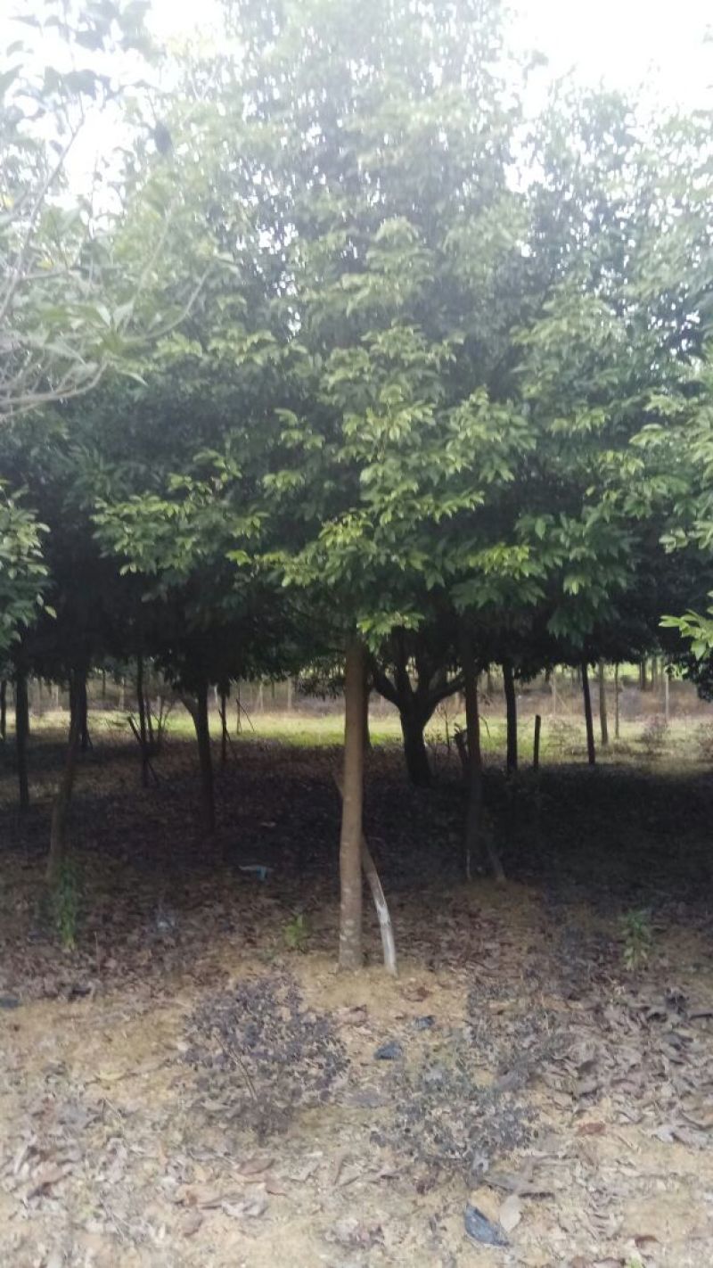 天竺桂4m以上大量自家苗木