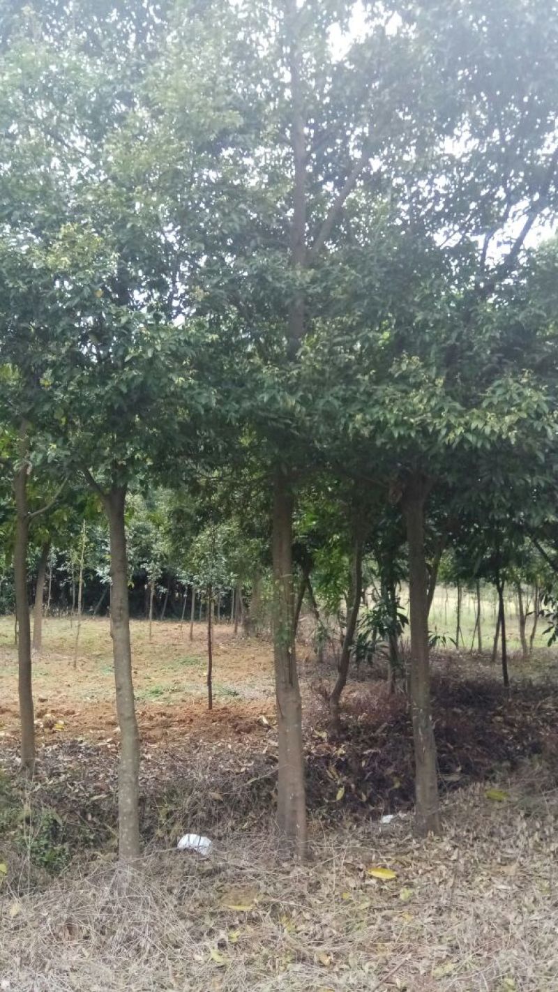 天竺桂4m以上大量自家苗木