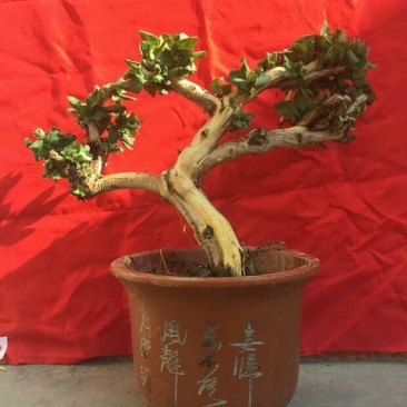 金银花抗雾霾，抗流感
