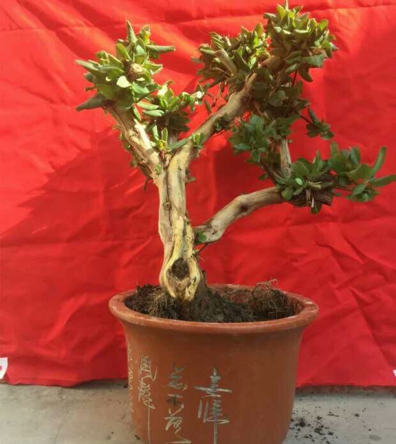 金银花抗雾霾，抗流感