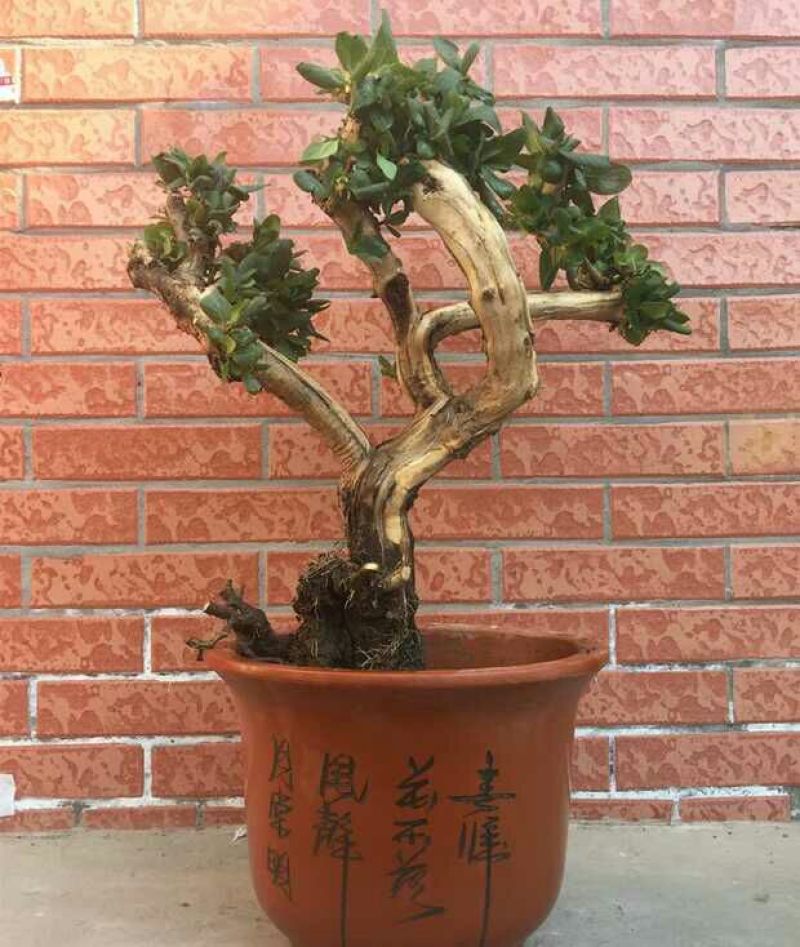 金银花抗雾霾，抗流感