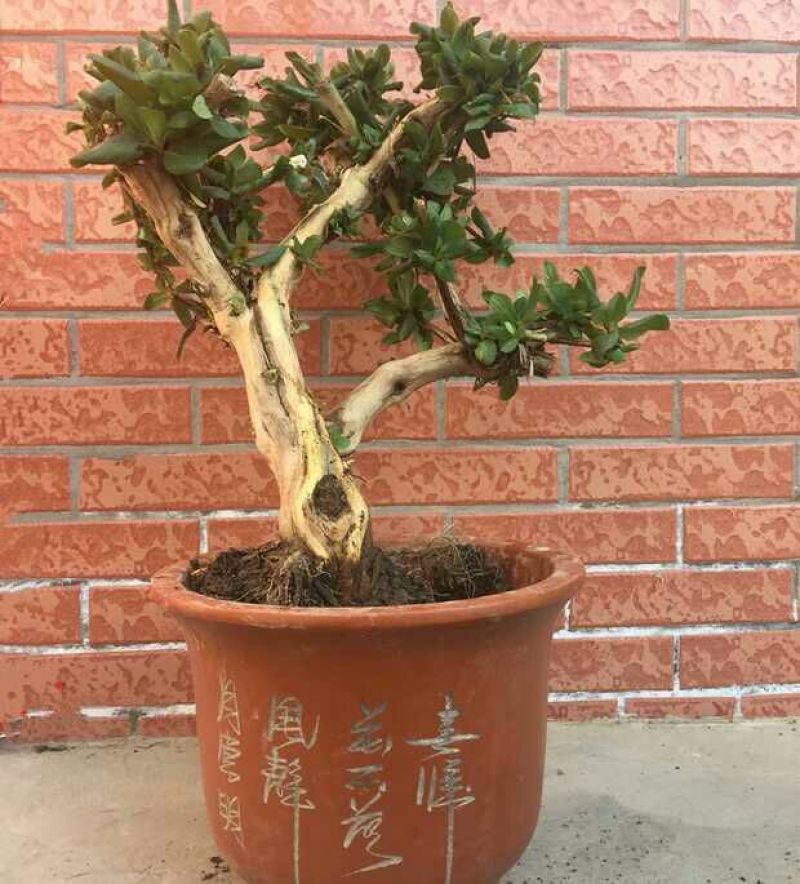 金银花抗雾霾，抗流感