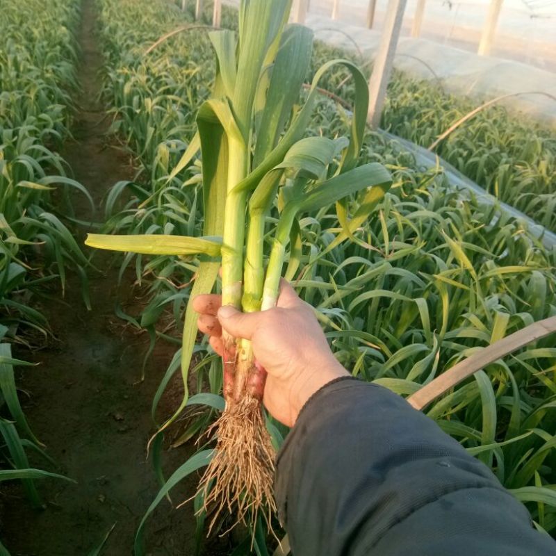 红根蒜苗45~50cm，一手货源，对接全国市场，