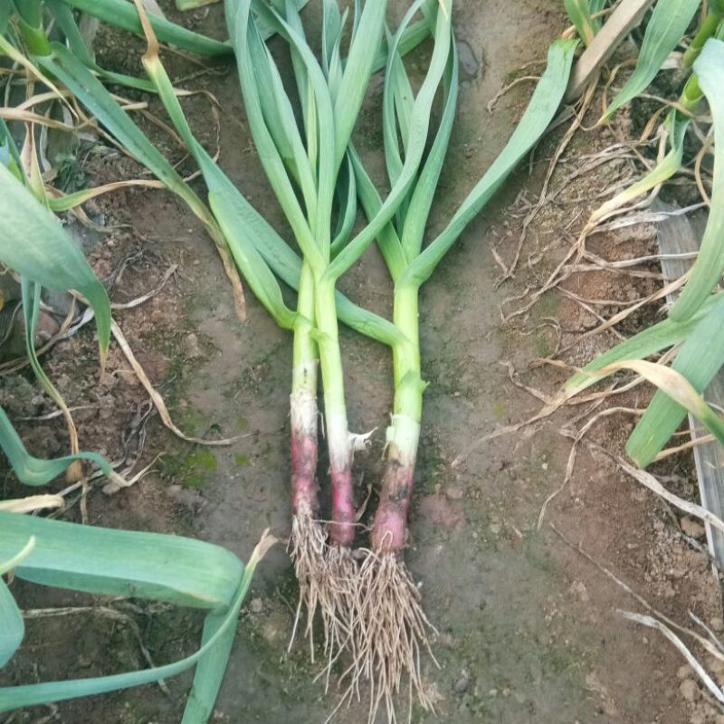 红根蒜苗45~50cm，一手货源，对接全国市场，