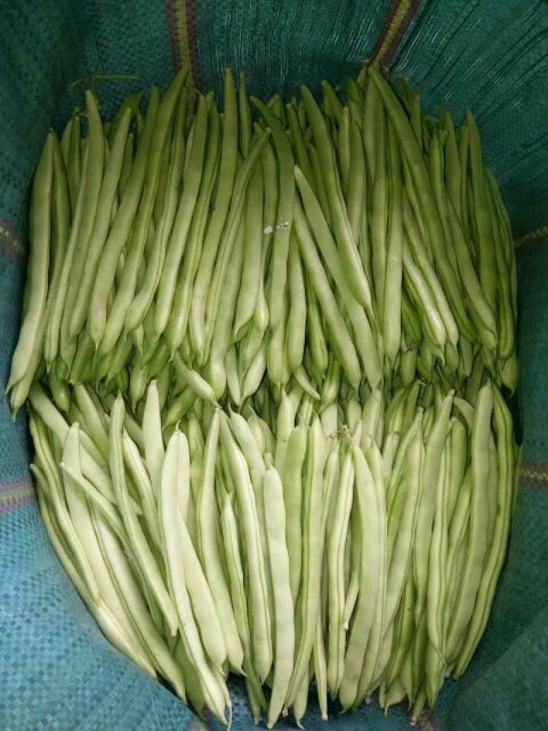 芸丰四季豆15~20厘米