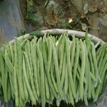 芸丰四季豆15~20厘米