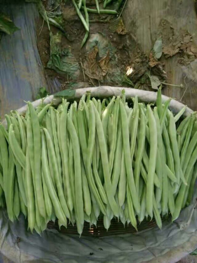 芸丰四季豆15~20厘米