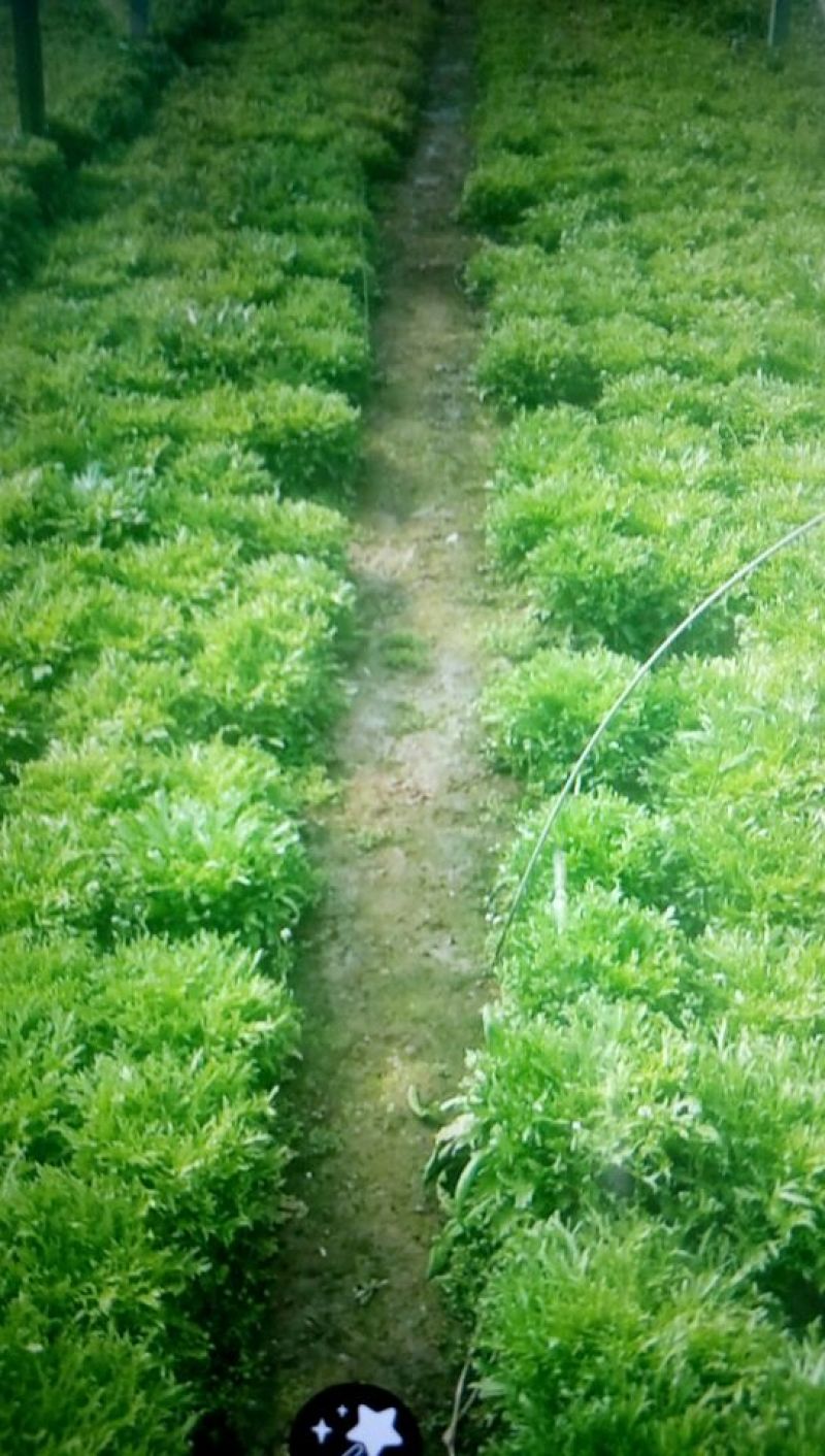 苦菊20~25cm