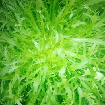 苦菊20~25cm